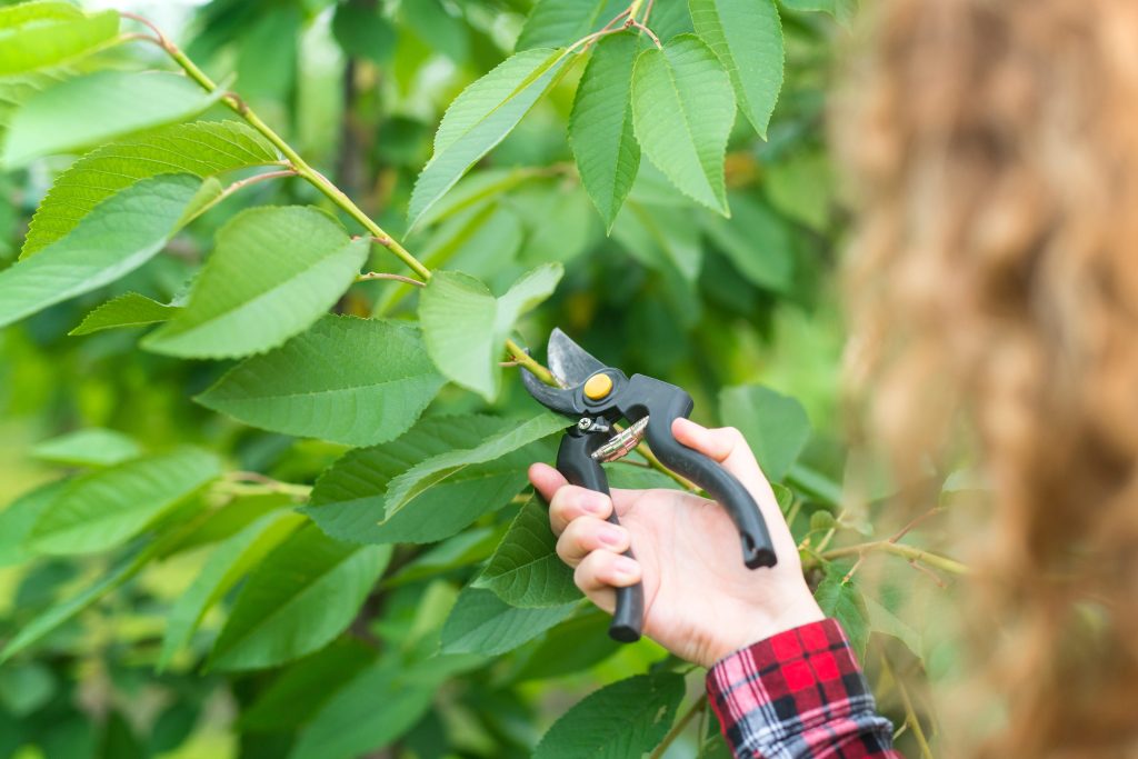 Light tree trimming and pruning for healthy growth