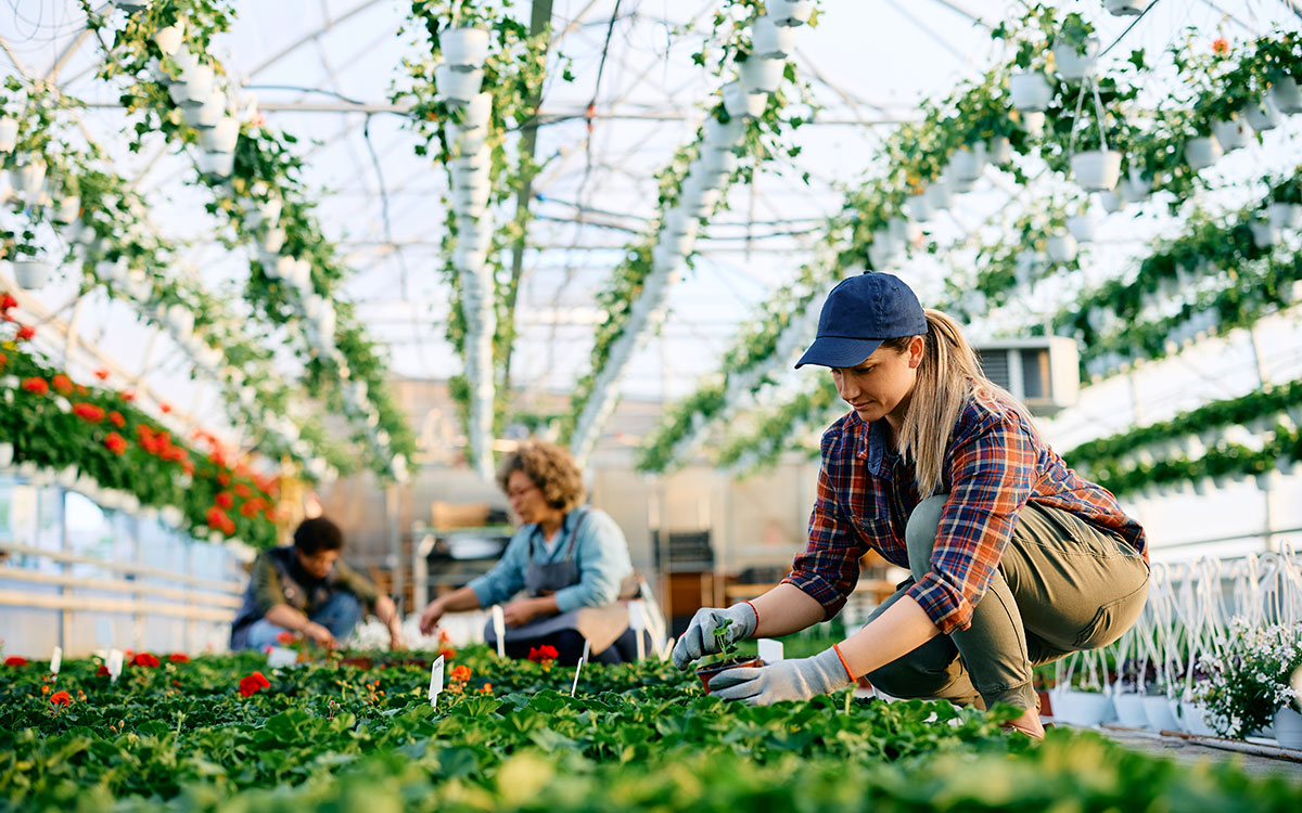 Lawn and garden maintenance Auckland